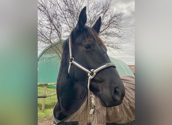 Alt Oldenburger, Wallach, 3 Jahre, 162 cm, Rappe