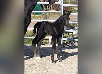 Alt Oldenburger, Wallach, 3 Jahre, 162 cm, Rappe