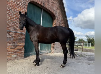 Alt Oldenburger, Wallach, 3 Jahre, 162 cm, Rappe
