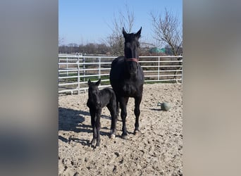 Alt Oldenburger, Wallach, 3 Jahre, 162 cm, Rappe
