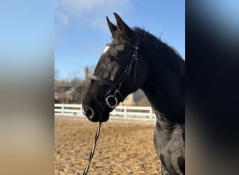 Alt Oldenburger, Wallach, 3 Jahre, 175 cm, Rappe