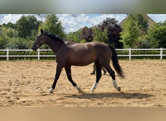 Alt Oldenburger, Wallach, 3 Jahre, 178 cm, Rappe