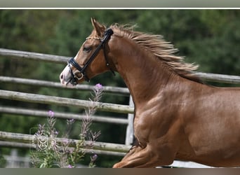 Alt Oldenburger, Wallach, 4 Jahre, 166 cm, Fuchs