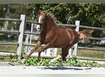 Alt Oldenburger, Wallach, 4 Jahre, 166 cm, Fuchs