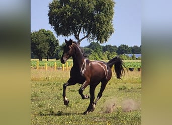 Alt Oldenburger Mix, Wallach, 5 Jahre, 168 cm, Rappe