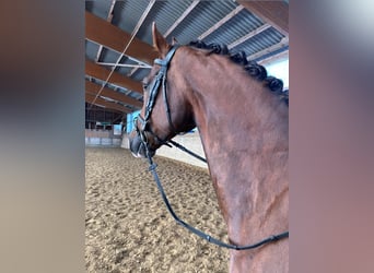 Alt Oldenburger, Wallach, 6 Jahre, Fuchs