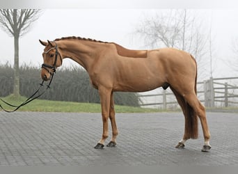 Alt Oldenburger, Wallach, 8 Jahre, 171 cm, Fuchs