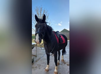 Alt Oldenburger, Wallach, 9 Jahre, Rappe