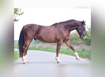 Alt-Oldenburgo, Caballo castrado, 15 años, 166 cm, Alazán-tostado