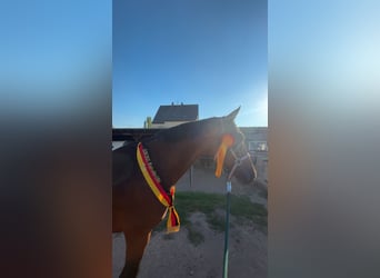 Alt-Oldenburgo, Caballo castrado, 15 años, 169 cm, Castaño