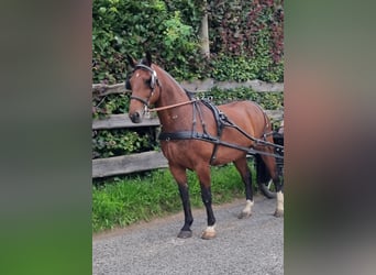 Alt-Oldenburgo, Caballo castrado, 15 años, 172 cm, Castaño