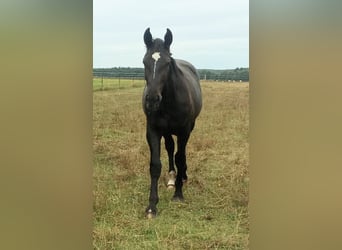 Alt-Oldenburgo, Caballo castrado, 1 año, 175 cm, Negro