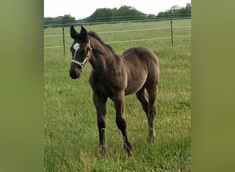 Alt-Oldenburgo, Caballo castrado, 1 año, Negro