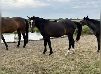 Alt-Oldenburgo, Caballo castrado, 2 años, 165 cm, Castaño oscuro