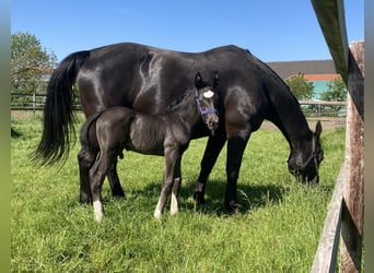 Alt-Oldenburgo, Caballo castrado, 2 años, 165 cm, Negro