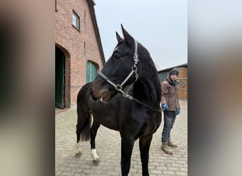 Alt-Oldenburgo, Caballo castrado, 3 años, 165 cm