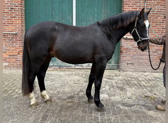 Alt-Oldenburgo, Caballo castrado, 3 años, 165 cm, Castaño oscuro