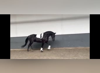 Alt-Oldenburgo, Caballo castrado, 3 años, 168 cm, Negro