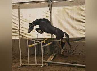 Alt-Oldenburgo, Caballo castrado, 3 años, 175 cm, Tordillo negro