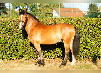 Alt-Oldenburgo Mestizo, Caballo castrado, 4 años, 156 cm, Castaño