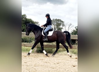 Alt-Oldenburgo, Caballo castrado, 4 años, 170 cm, Negro