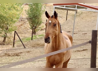 Alt-Oldenburgo, Caballo castrado, 4 años, 175 cm, Castaño