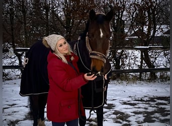 Alt-Oldenburgo, Caballo castrado, 4 años, 175 cm, Castaño oscuro