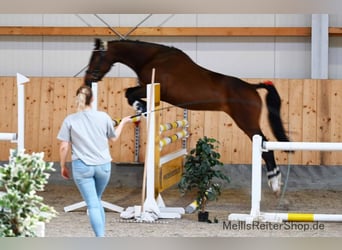 Alt-Oldenburgo, Caballo castrado, 4 años, 175 cm, Castaño oscuro