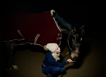 Alt-Oldenburgo, Caballo castrado, 5 años, 175 cm, Castaño oscuro