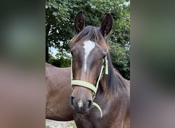 Alt-Oldenburgo, Semental, 2 años, 165 cm, Negro