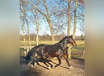 Alt-Oldenburgo, Semental, 4 años, 165 cm, Castaño