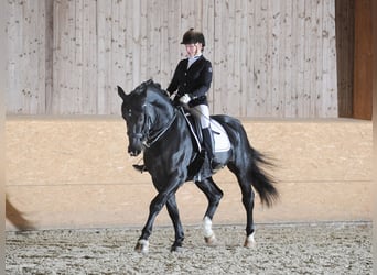 Alt-Oldenburgo, Semental, 13 años, 164 cm, Negro