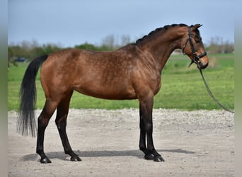 Alt-Oldenburgo, Yegua, 10 años, 163 cm, Castaño