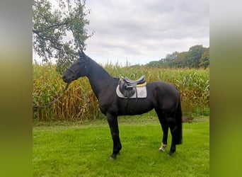 Alt-Oldenburgo, Yegua, 17 años, 170 cm, Negro