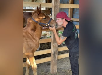Alt-Oldenburgo Mestizo, Yegua, 1 año, 140 cm, Castaño