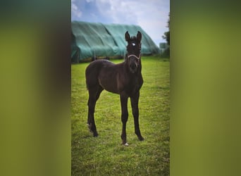 Alt-Oldenburgo, Yegua, 1 año, 167 cm, Negro