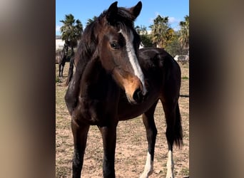 Alt-Oldenburgo, Yegua, 3 años