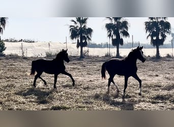 Alt-Oldenburgo, Yegua, 3 años