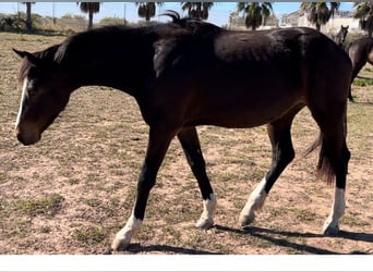 Alt-Oldenburgo, Yegua, 3 años