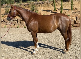 Alt-Oldenburgo, Yegua, 4 años, 162 cm, Castaño claro