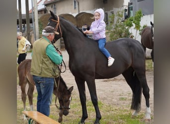 Alt-Oldenburgo, Yegua, 4 años, 164 cm, Negro