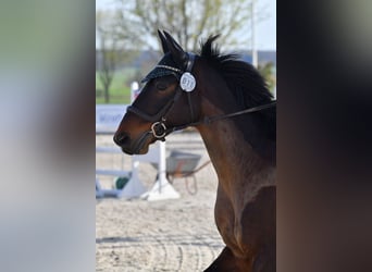 Alt-Württemberger, Castrone, 7 Anni, 159 cm, Baio