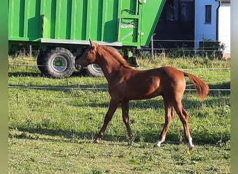 Alt-Württemberger, Étalon, Poulain (03/2024), Alezan