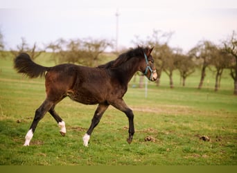 Alt-Württemberger, Hengst, 1 Jahr, 138 cm, Dunkelbrauner