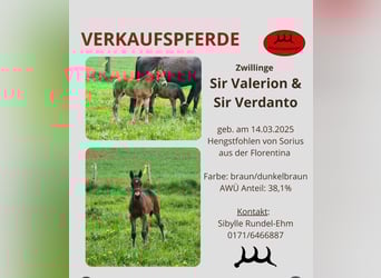 Alt-Württemberger, Hengst, Veulen (03/2025), Bruin