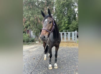 Alt-Württemberger, Hongre, 4 Ans, 167 cm, Bai