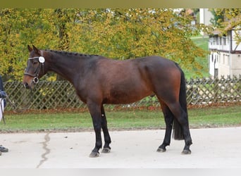 Alt-Württemberger, Hongre, 8 Ans, 159 cm, Bai