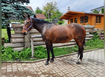 Alt-Württemberger, Jument, 10 Ans, 165 cm, Bai