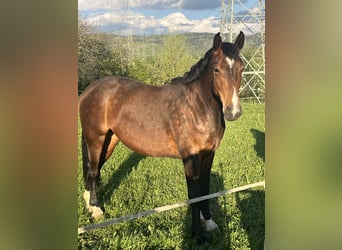 Alt-Württemberger, Merrie, 3 Jaar, 153 cm, Bruin