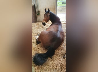 Alt-Wurtemberger, Caballo castrado, 31 años, 164 cm